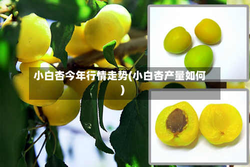 小白杏今年行情走势(小白杏产量如何)-第1张图片