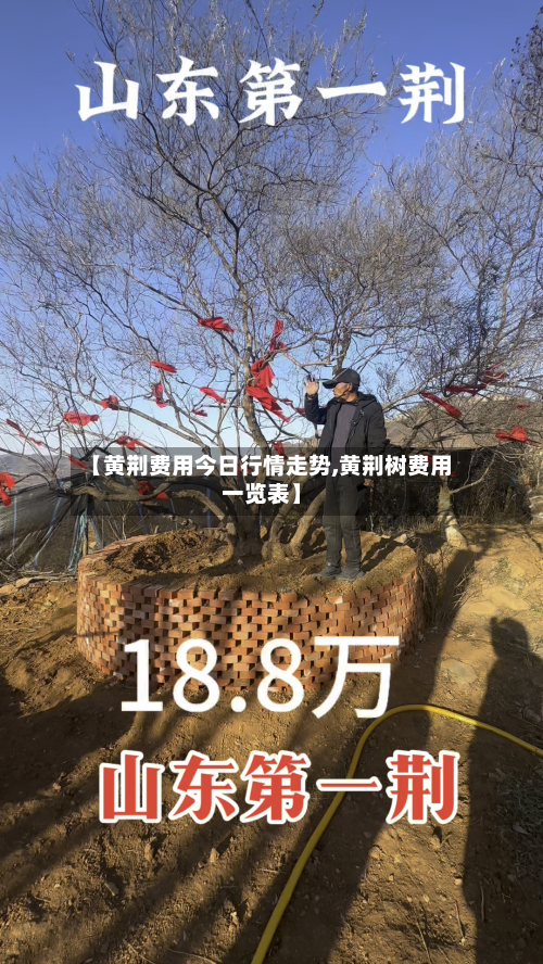 【黄荆费用今日行情走势,黄荆树费用一览表】-第2张图片