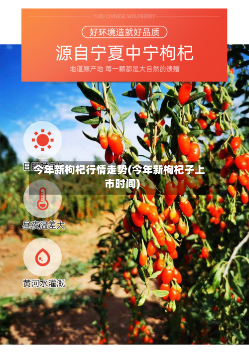 今年新枸杞行情走势(今年新枸杞子上市时间)-第2张图片