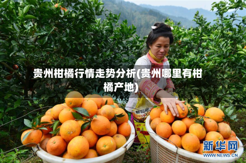 贵州柑橘行情走势分析(贵州哪里有柑橘产地)-第1张图片