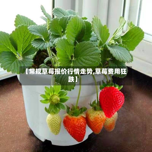 【常规草莓报价行情走势,草莓费用狂跌】-第2张图片