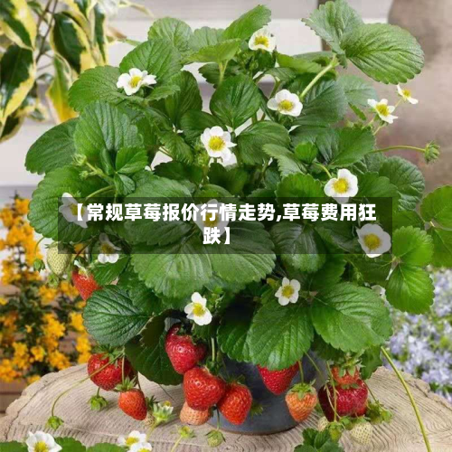 【常规草莓报价行情走势,草莓费用狂跌】-第1张图片