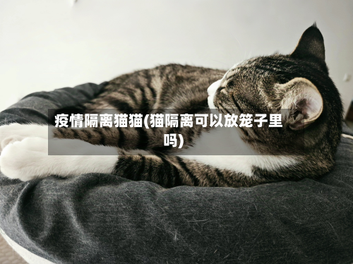 疫情隔离猫猫(猫隔离可以放笼子里吗)-第2张图片