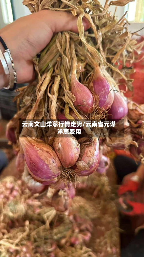 云南文山洋葱行情走势/云南省元谋洋葱费用-第3张图片