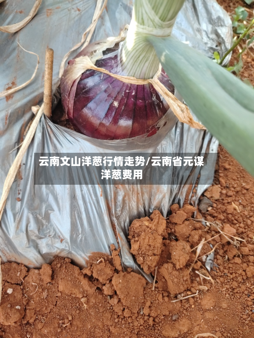 云南文山洋葱行情走势/云南省元谋洋葱费用-第2张图片