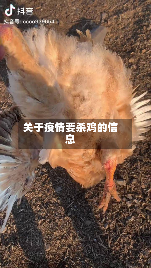 关于疫情要杀鸡的信息-第1张图片
