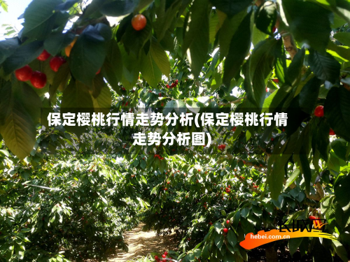 保定樱桃行情走势分析(保定樱桃行情走势分析图)-第2张图片