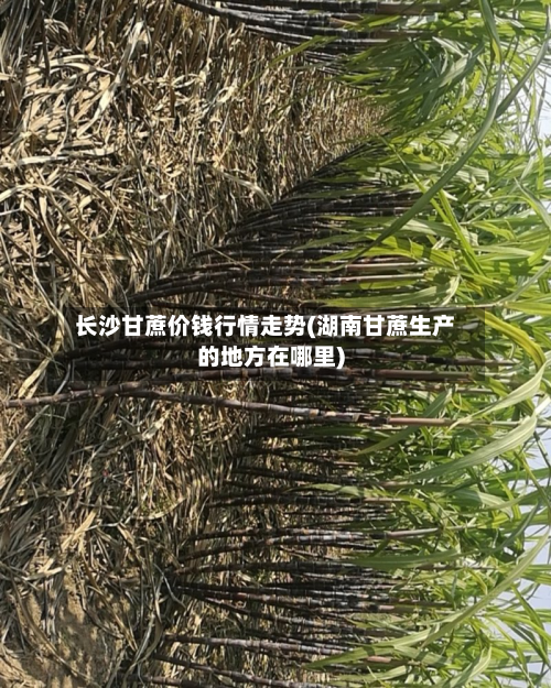 长沙甘蔗价钱行情走势(湖南甘蔗生产的地方在哪里)-第1张图片