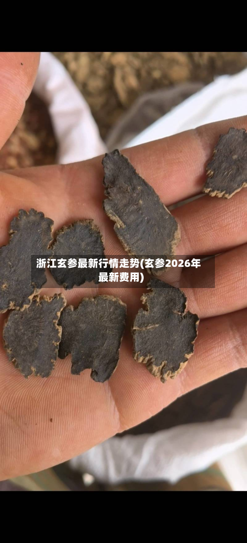 浙江玄参最新行情走势(玄参2026年最新费用)-第1张图片