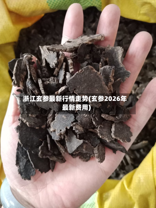 浙江玄参最新行情走势(玄参2026年最新费用)-第2张图片