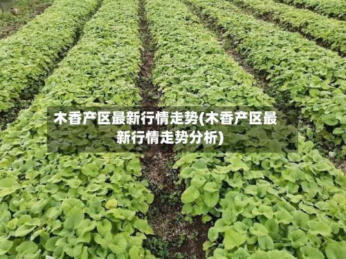木香产区最新行情走势(木香产区最新行情走势分析)-第3张图片
