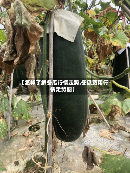 【怎样了解冬瓜行情走势,冬瓜费用行情走势图】-第1张图片