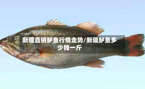 新疆直销鲈鱼行情走势/新疆鲈鱼多少钱一斤-第1张图片