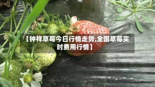 【钟祥草莓今日行情走势,全国草莓实时费用行情】-第2张图片