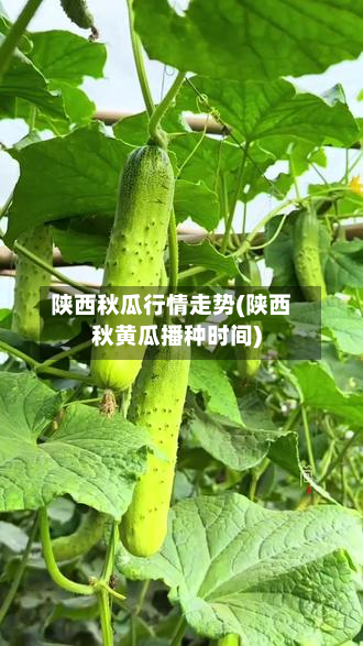 陕西秋瓜行情走势(陕西秋黄瓜播种时间)-第2张图片