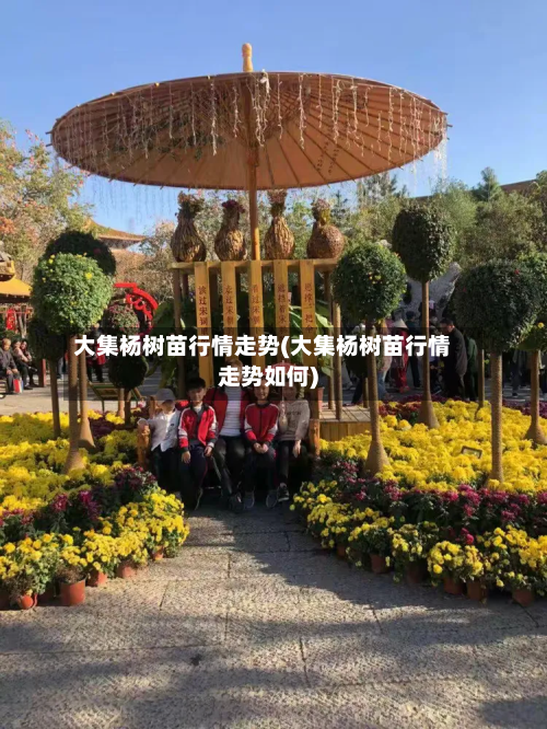 大集杨树苗行情走势(大集杨树苗行情走势如何)-第3张图片