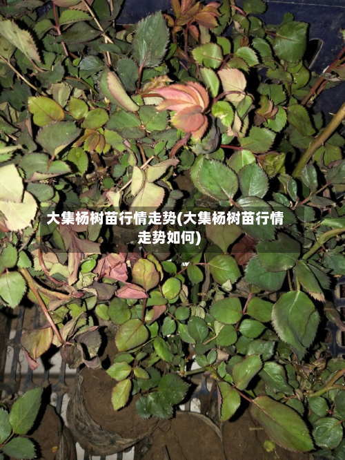 大集杨树苗行情走势(大集杨树苗行情走势如何)-第1张图片