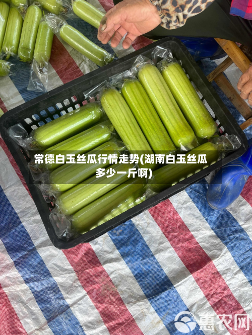 常德白玉丝瓜行情走势(湖南白玉丝瓜多少一斤啊)-第2张图片