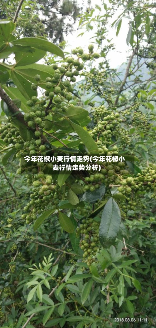 今年花椒小麦行情走势(今年花椒小麦行情走势分析)-第1张图片