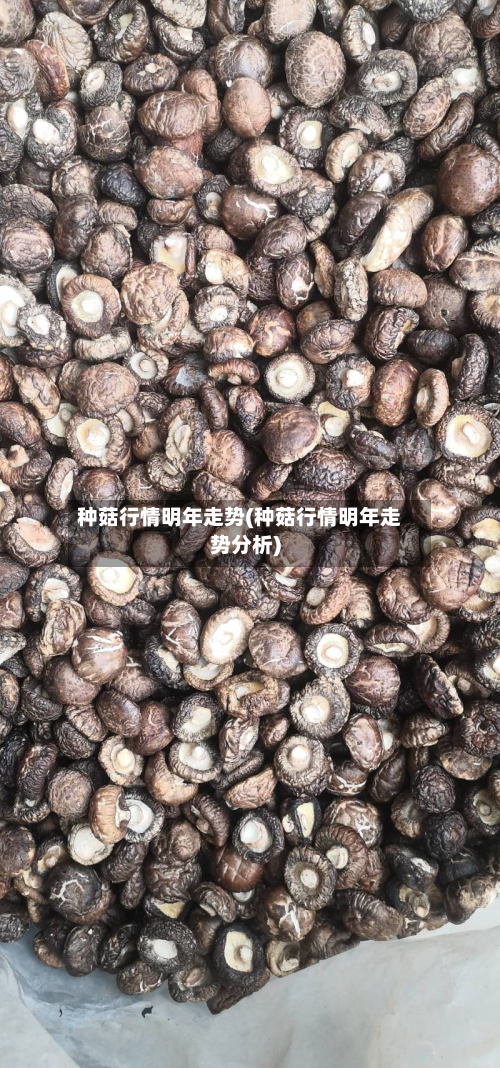 种菇行情明年走势(种菇行情明年走势分析)-第3张图片