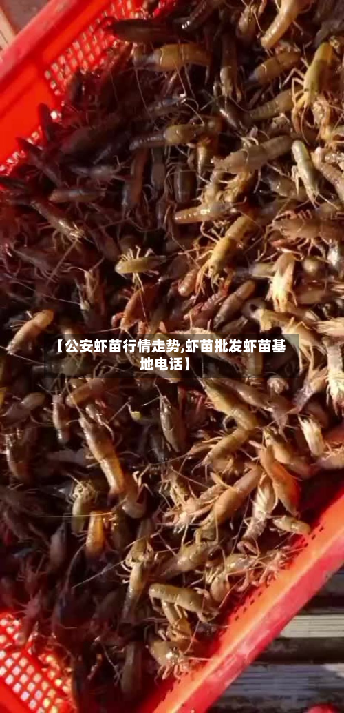 【公安虾苗行情走势,虾苗批发虾苗基地电话】-第1张图片