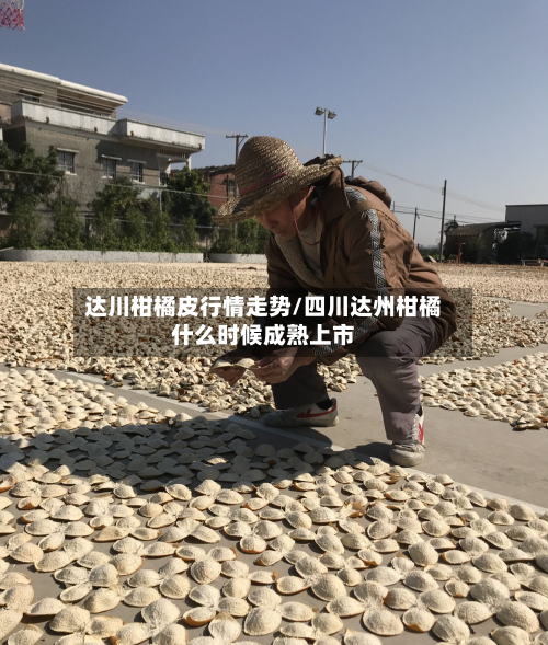 达川柑橘皮行情走势/四川达州柑橘什么时候成熟上市-第2张图片