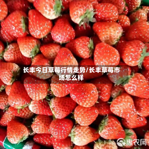 长丰今日草莓行情走势/长丰草莓市场怎么样-第3张图片