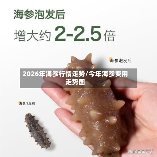 2026年海参行情走势/今年海参费用走势图-第1张图片