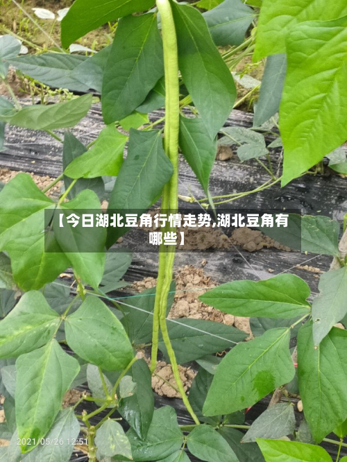 【今日湖北豆角行情走势,湖北豆角有哪些】-第2张图片