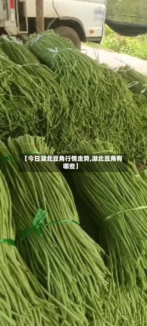 【今日湖北豆角行情走势,湖北豆角有哪些】-第1张图片