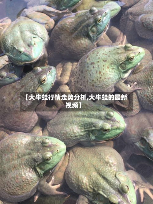 【大牛蛙行情走势分析,大牛蛙的最新视频】-第1张图片