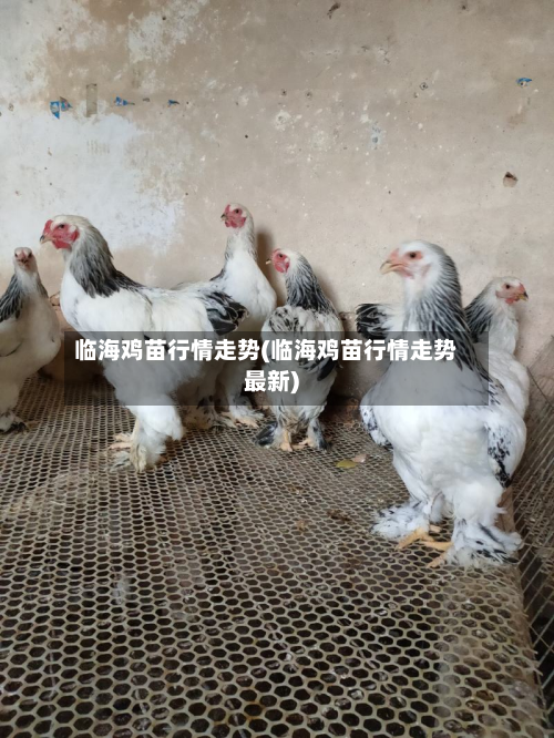 临海鸡苗行情走势(临海鸡苗行情走势最新)-第1张图片