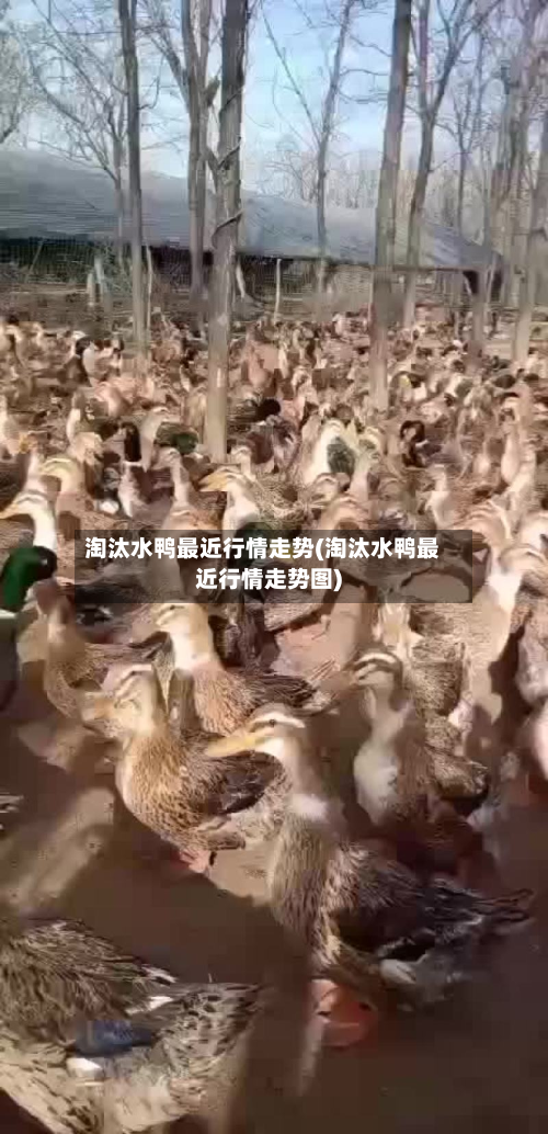 淘汰水鸭最近行情走势(淘汰水鸭最近行情走势图)-第3张图片