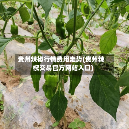 贵州辣椒行情费用走势(贵州辣椒交易官方网站入口)-第2张图片