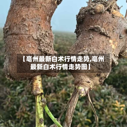 【亳州最新白术行情走势,亳州最新白术行情走势图】-第2张图片