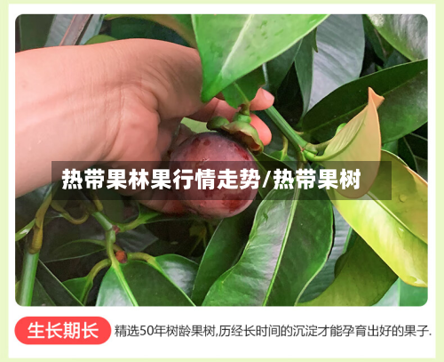 热带果林果行情走势/热带果树-第2张图片