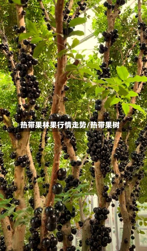 热带果林果行情走势/热带果树-第1张图片