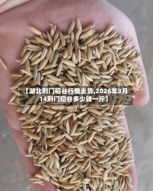 【湖北荆门稻谷行情走势,2026年8月14荆门稻谷多少钱一斤】-第1张图片
