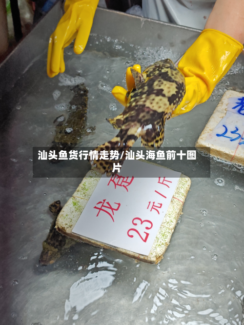 汕头鱼货行情走势/汕头海鱼前十图片-第1张图片