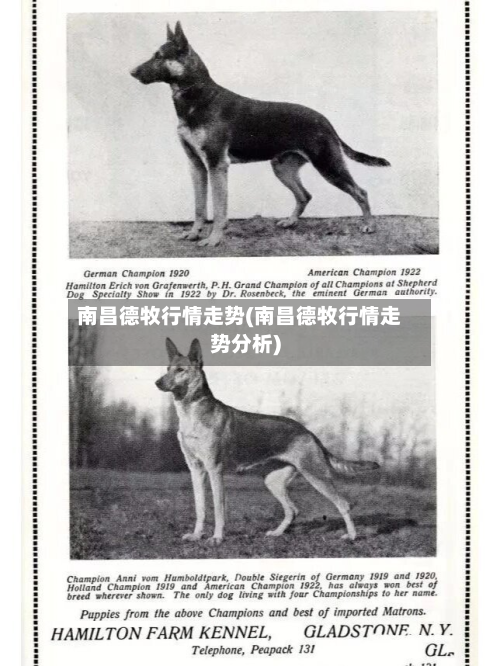南昌德牧行情走势(南昌德牧行情走势分析)-第2张图片