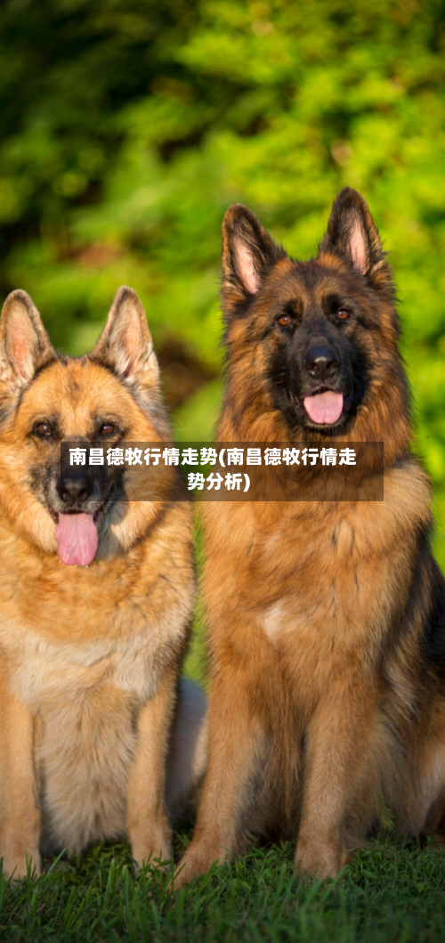 南昌德牧行情走势(南昌德牧行情走势分析)-第1张图片