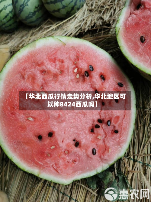 【华北西瓜行情走势分析,华北地区可以种8424西瓜吗】-第1张图片