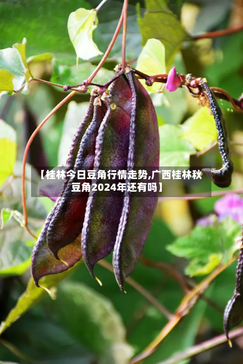 【桂林今日豆角行情走势,广西桂林秋豆角2024年还有吗】-第1张图片