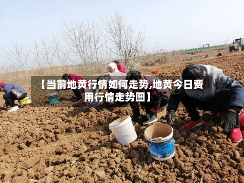 【当前地黄行情如何走势,地黄今日费用行情走势图】-第3张图片