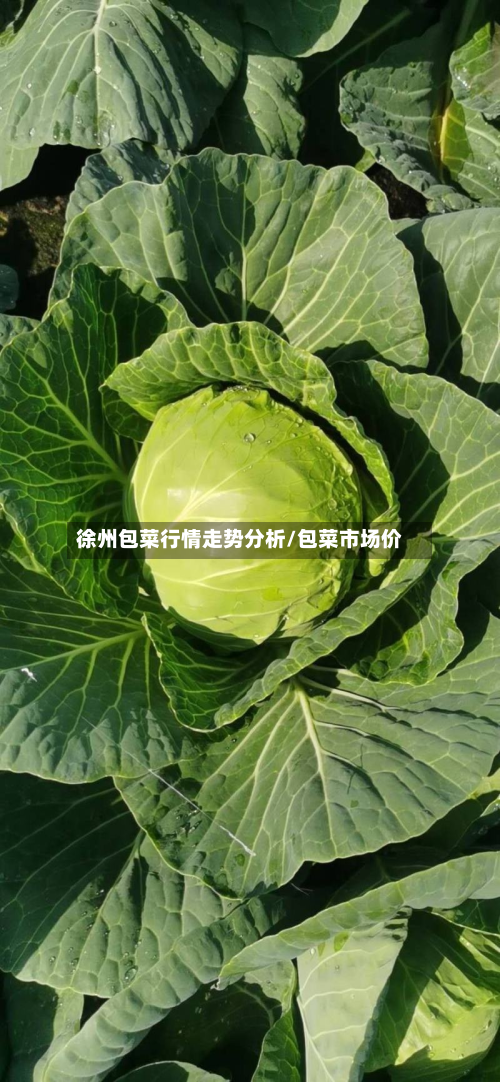 徐州包菜行情走势分析/包菜市场价-第1张图片