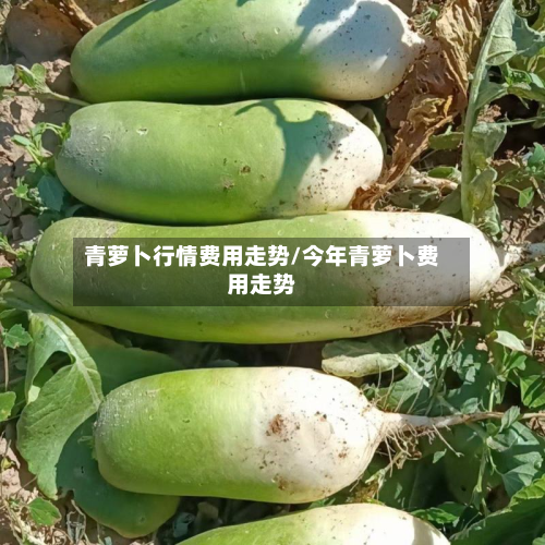 青萝卜行情费用走势/今年青萝卜费用走势-第3张图片