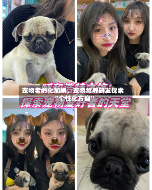 宠物老龄化加剧，宠物营养研发探索“个性化方案”-第1张图片