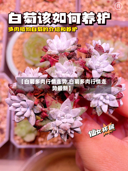 【白菊多肉行情走势,白菊多肉行情走势最新】-第3张图片