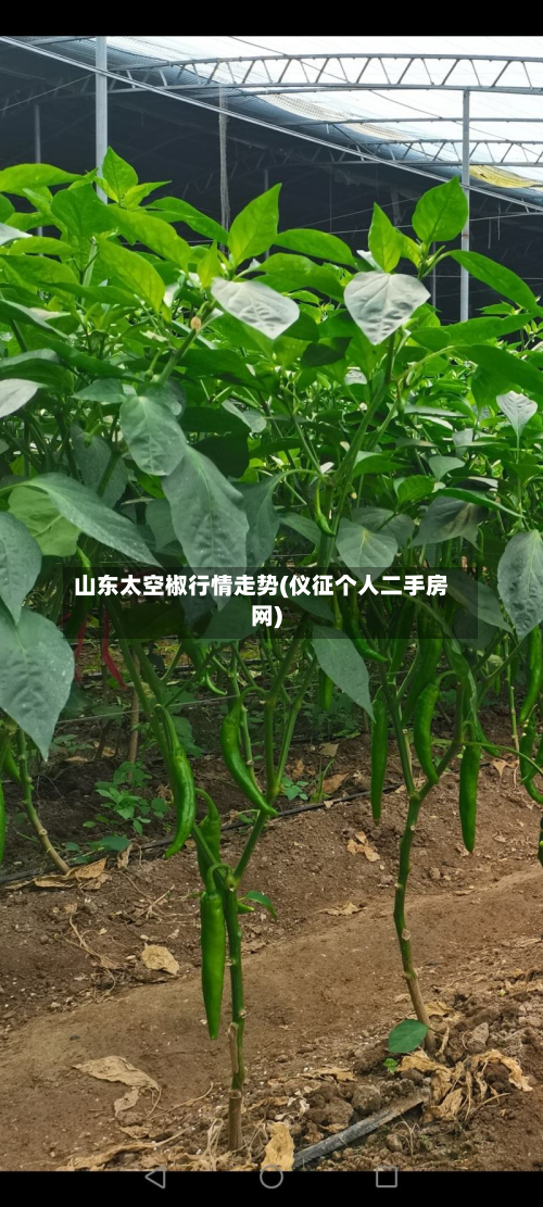 山东太空椒行情走势(仪征个人二手房网)-第1张图片