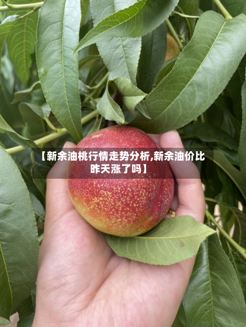 【新余油桃行情走势分析,新余油价比昨天涨了吗】-第2张图片